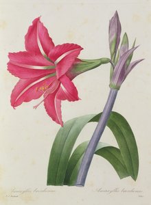 Amaryllis bresiliensis (Braziliaanse amaryllis), gegraveerd door Victor, uit 